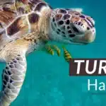 Is Turtle Halal In Islam?