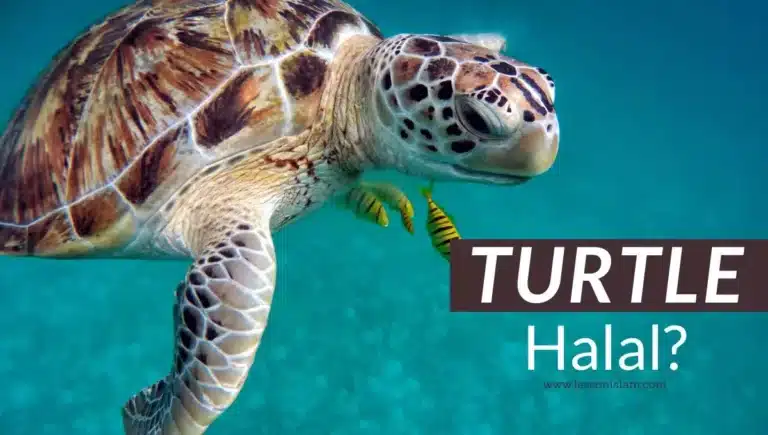 Is Turtle Halal In Islam?
