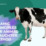 Understanding Islamic Principles for Animal Slaughter Method
