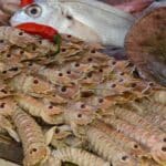 a group of fish