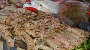 a group of fish
