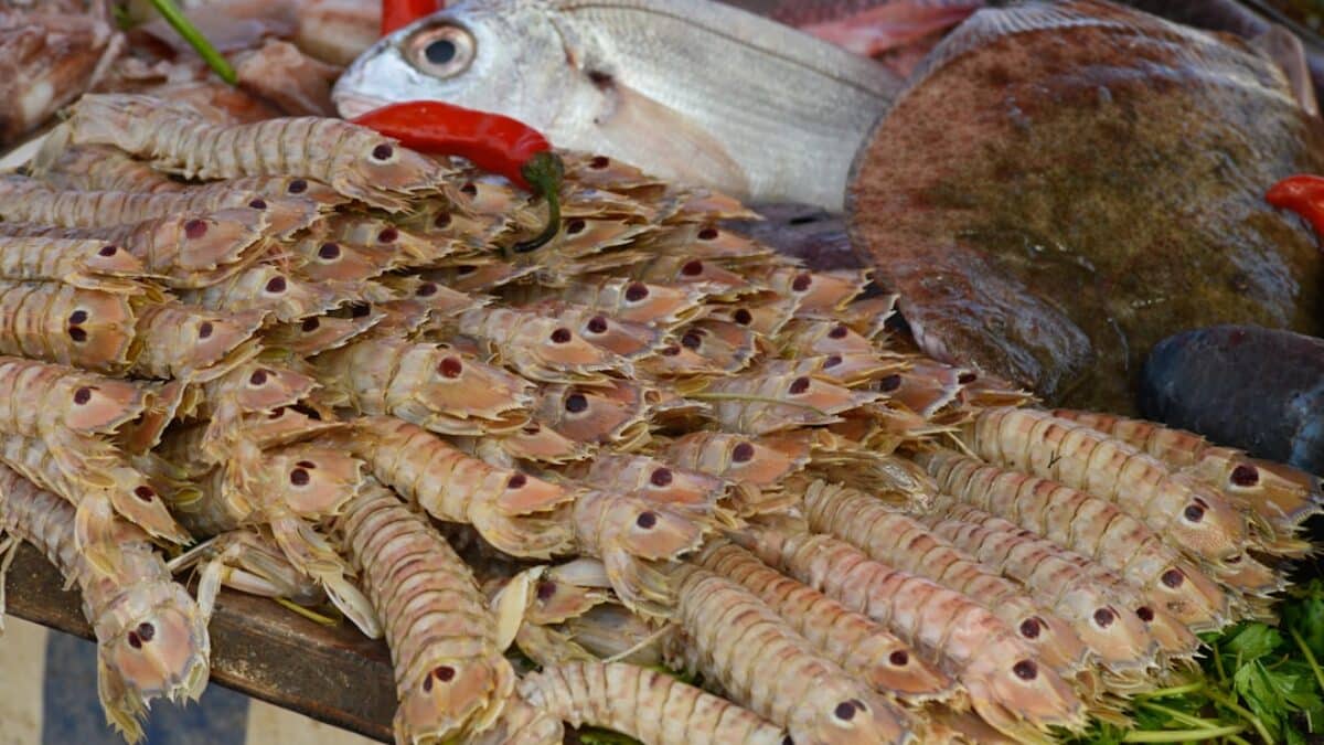 a group of fish