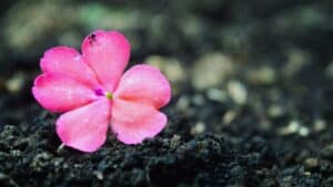 Salah for spiritual growth