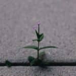 a small plant sprouts out of the pavement