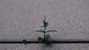 a small plant sprouts out of the pavement