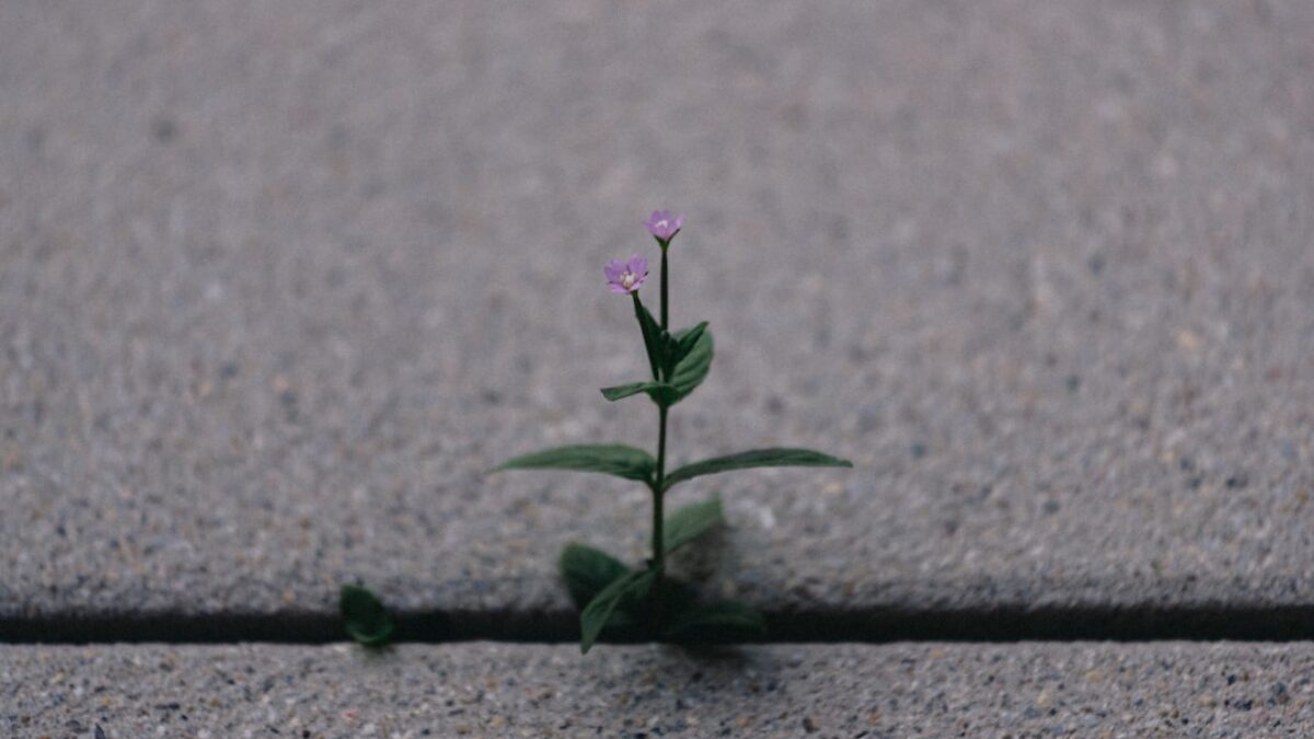 a small plant sprouts out of the pavement