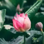 Duas for patience and perseverance
