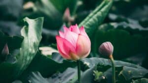 Duas for patience and perseverance